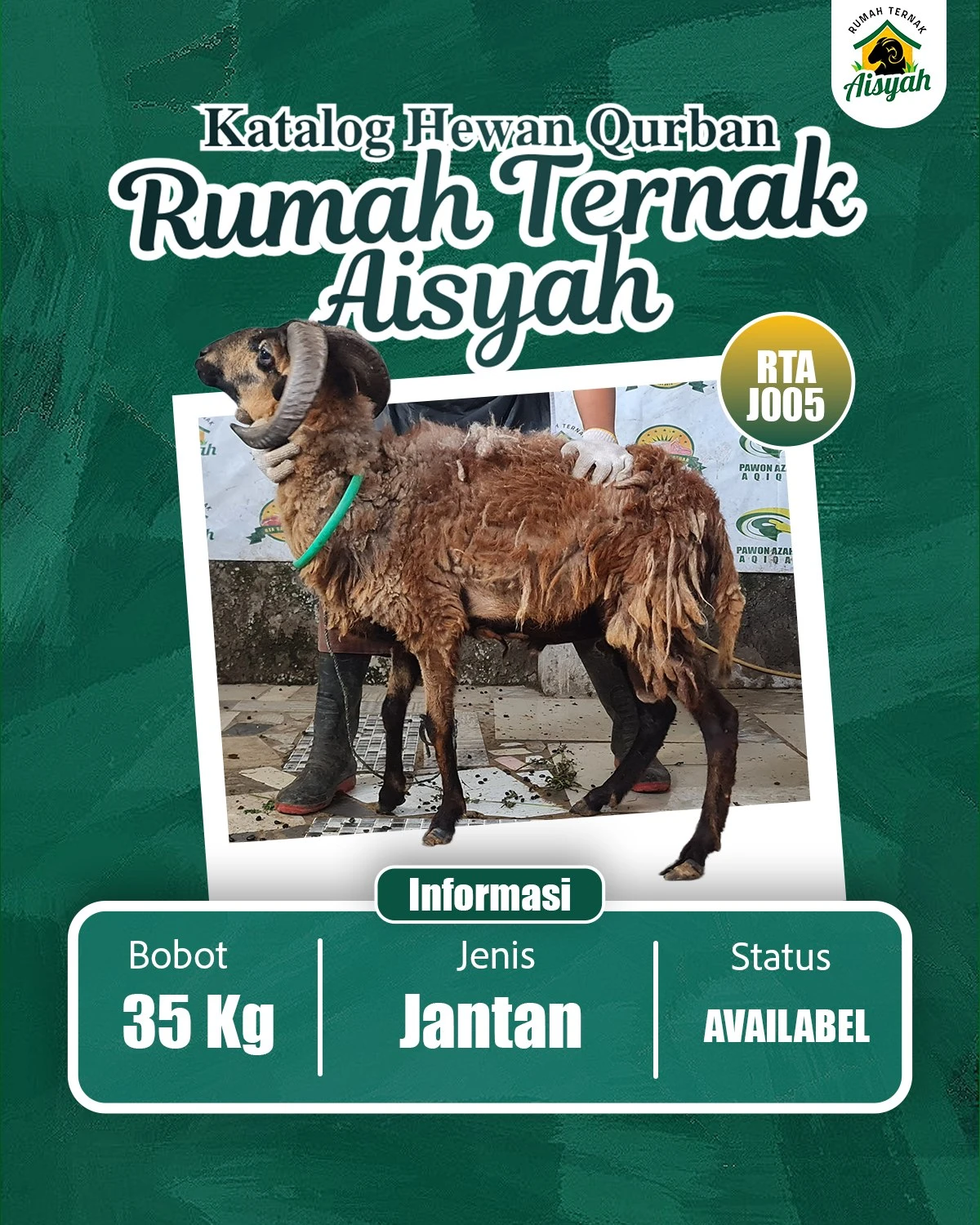 J005 Domba Jantan Tanduk 35kg RTA